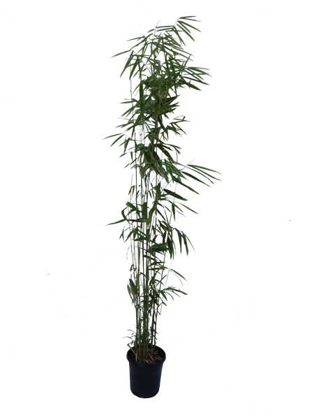 Thamnocalamus spathiflorus (Nepalese Blue Bamboo)